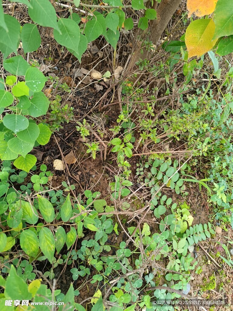繁茂绿植 