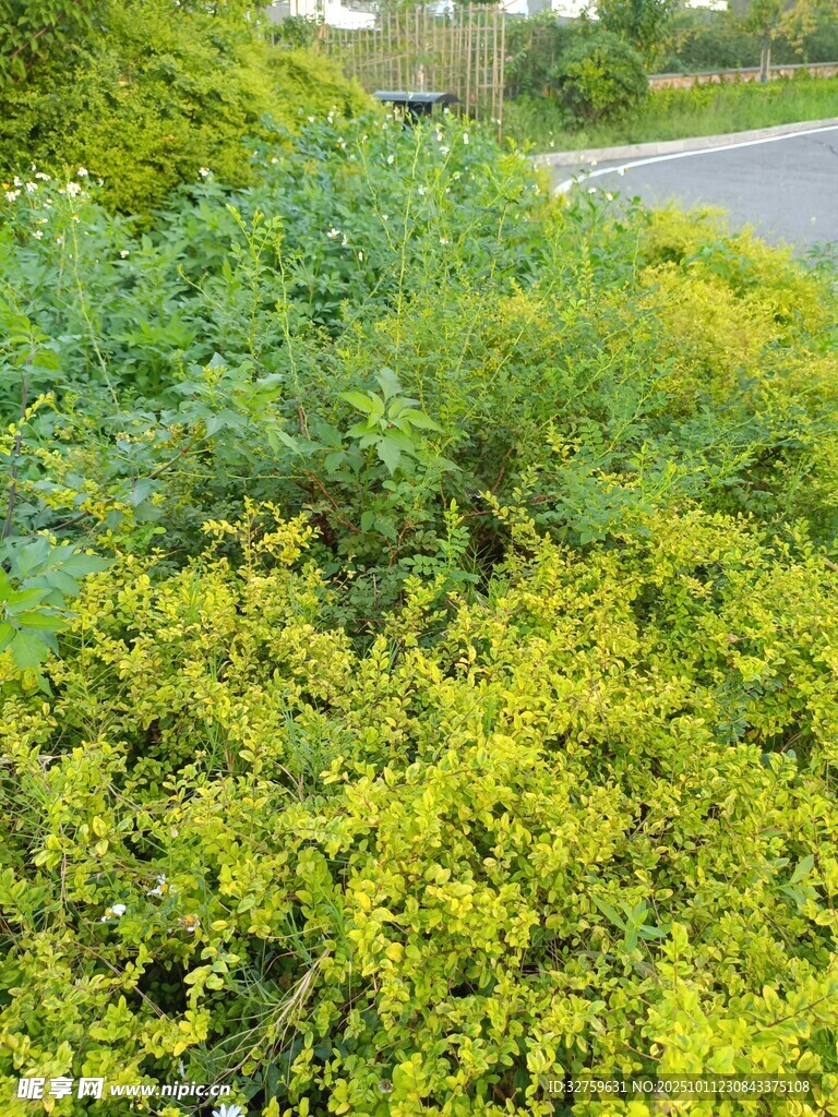 路边繁茂的黄绿相间植物