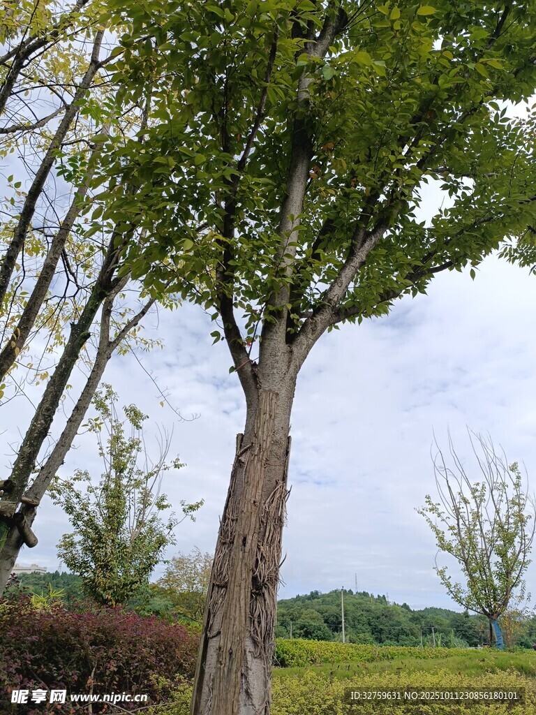 田野中的挺拔树木