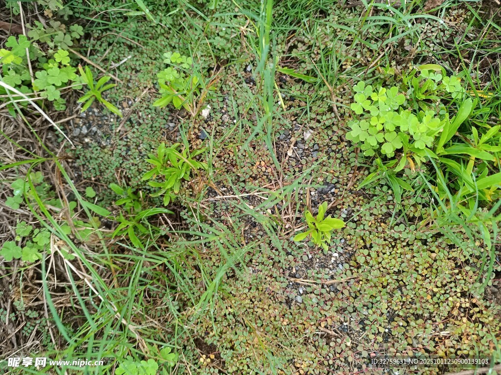 野外草地中的绿色植物