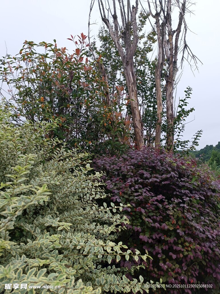 多样绿植景观
