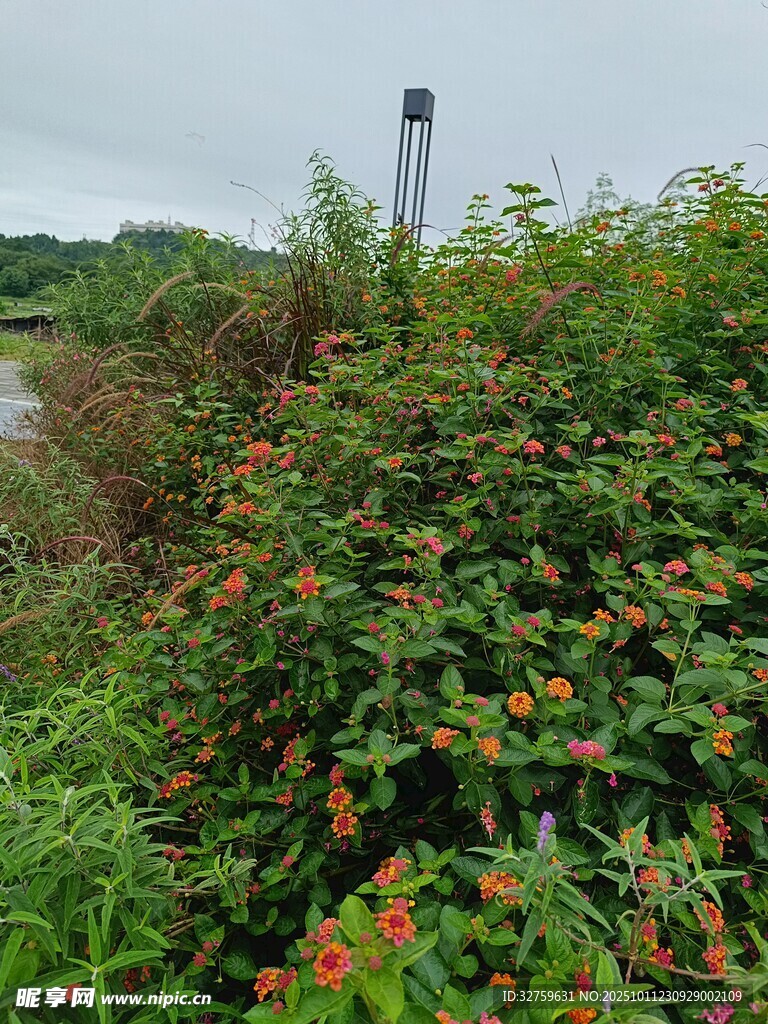 野外绿植与远处烟囱景观