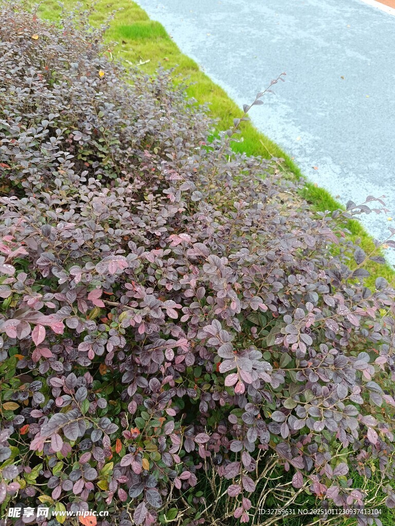 路边的紫叶植物景观