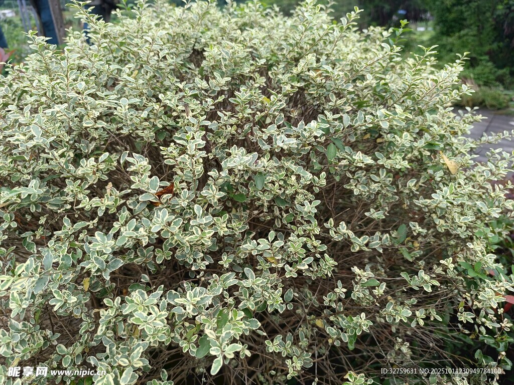绿叶繁茂的灌木丛