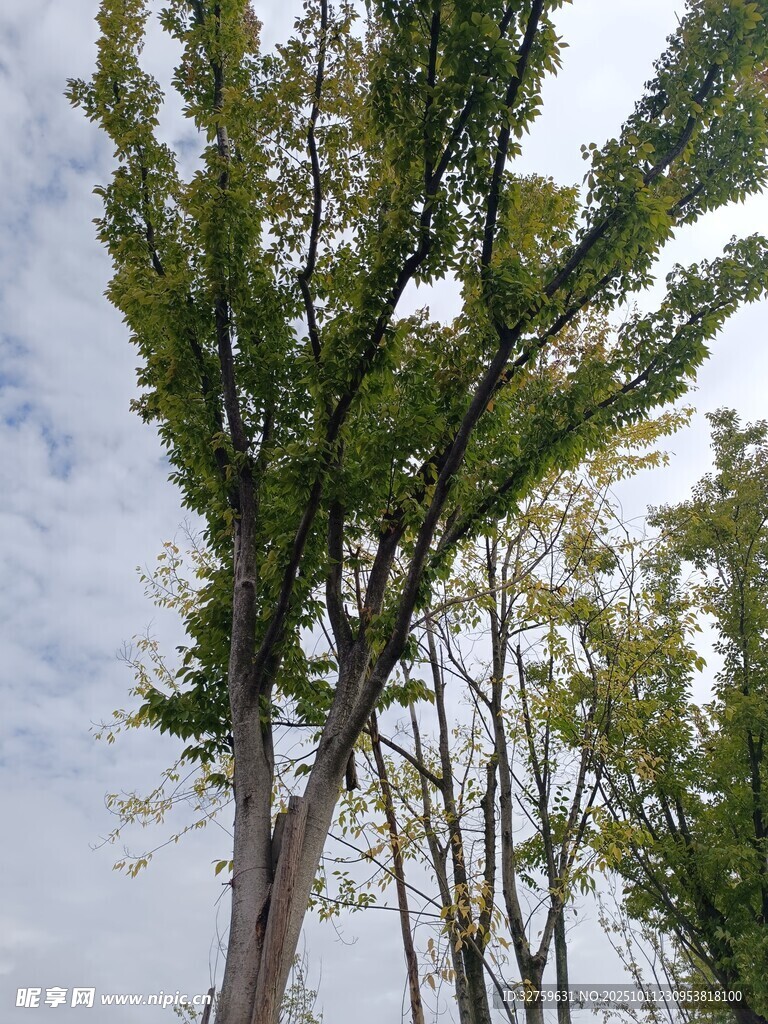 挺拔绿树映蓝天