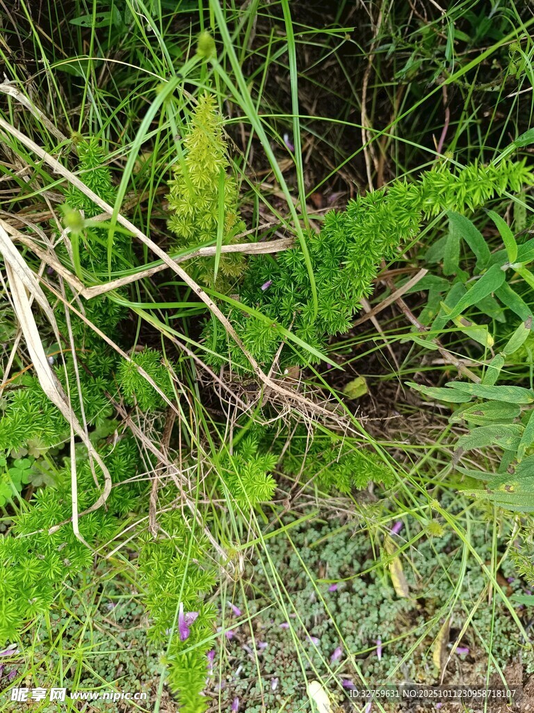 野外丛生的多样绿色植物