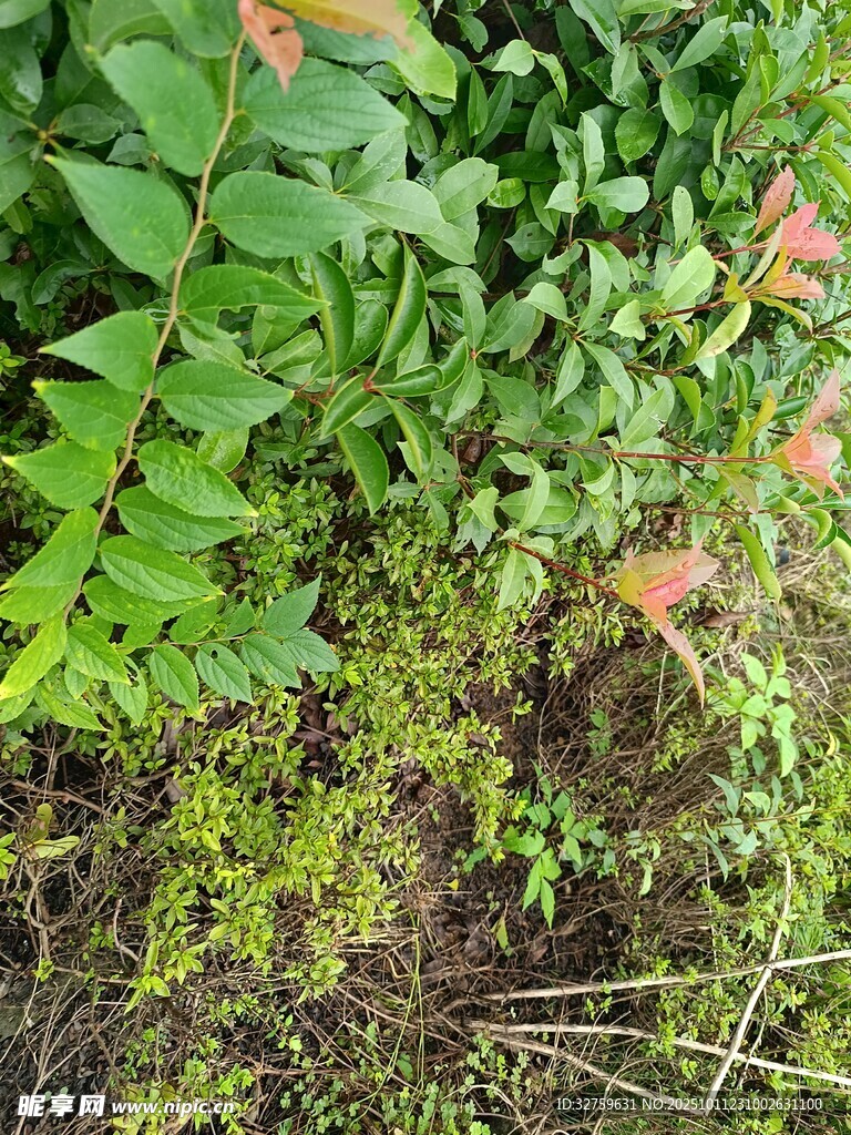 繁茂绿植