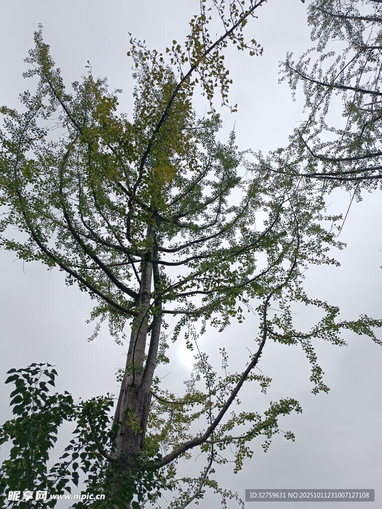 挺拔树木伸向灰白天空