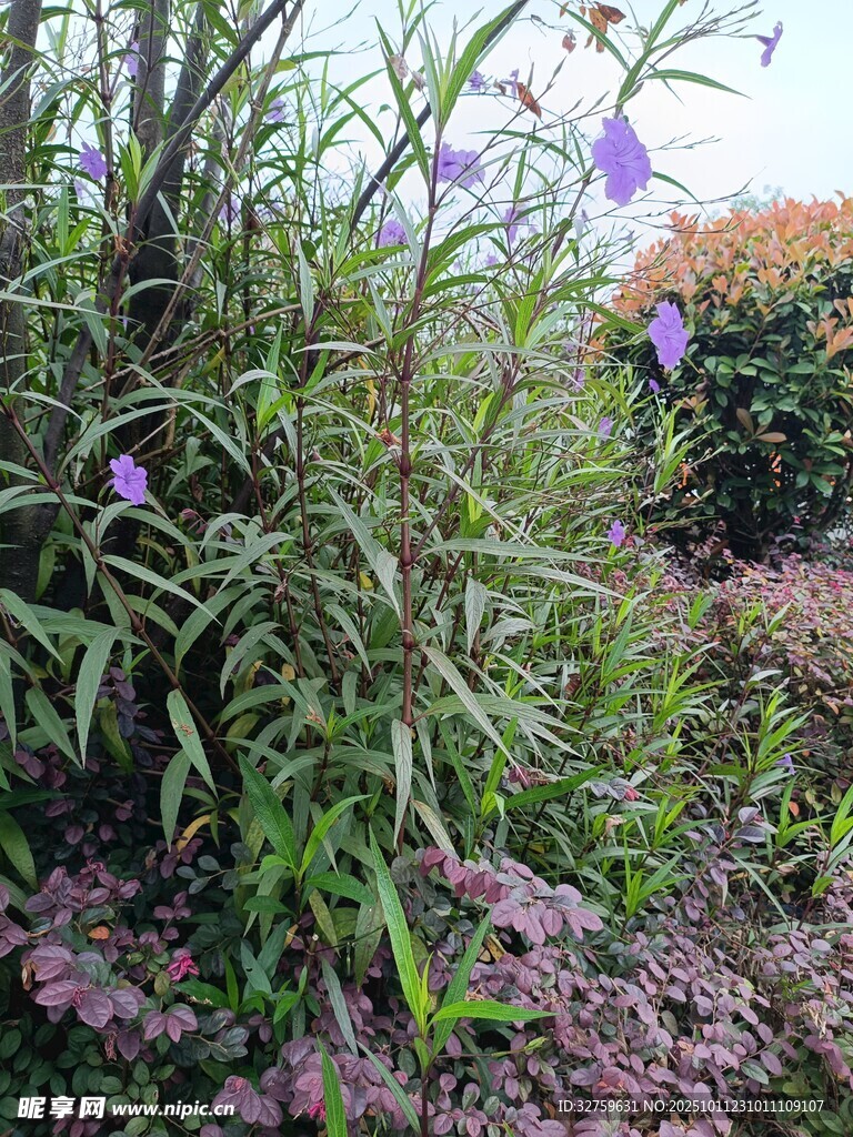 花园中的紫色花卉与绿植