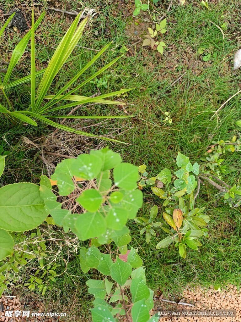 繁茂绿植 