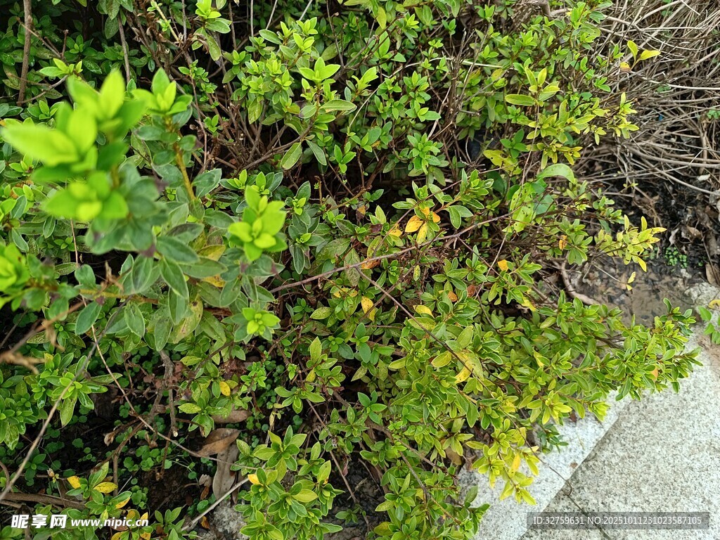 墙边繁茂绿植景观