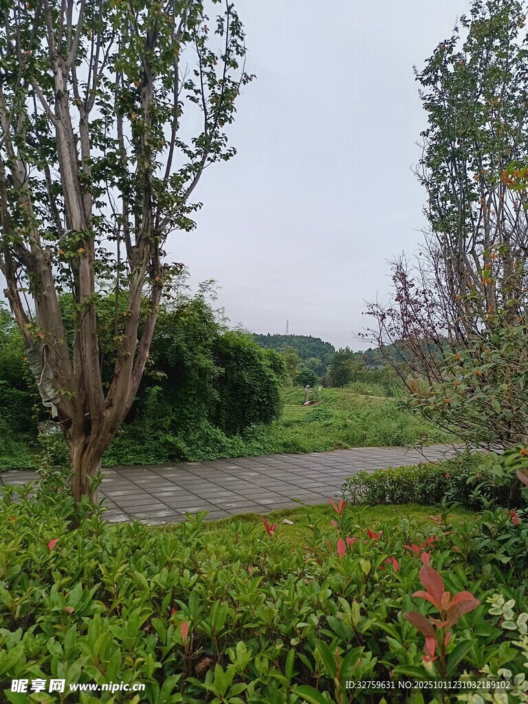 乡村小径旁的绿植与树木
