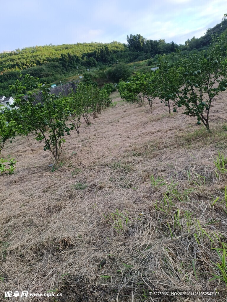 果园景象 