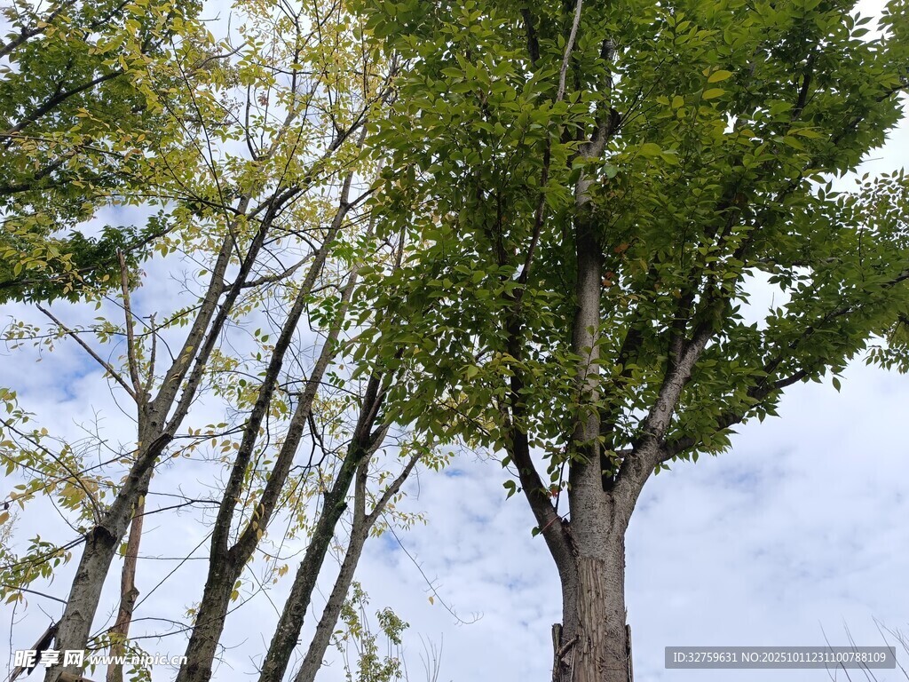 仰视挺拔绿树蓝天景致