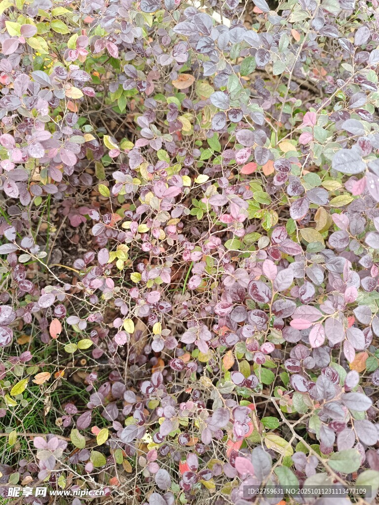 多彩斑斓的植物叶片