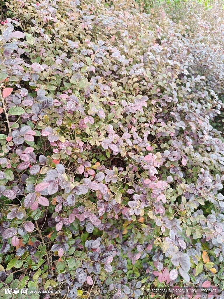 粉色叶片植物景观