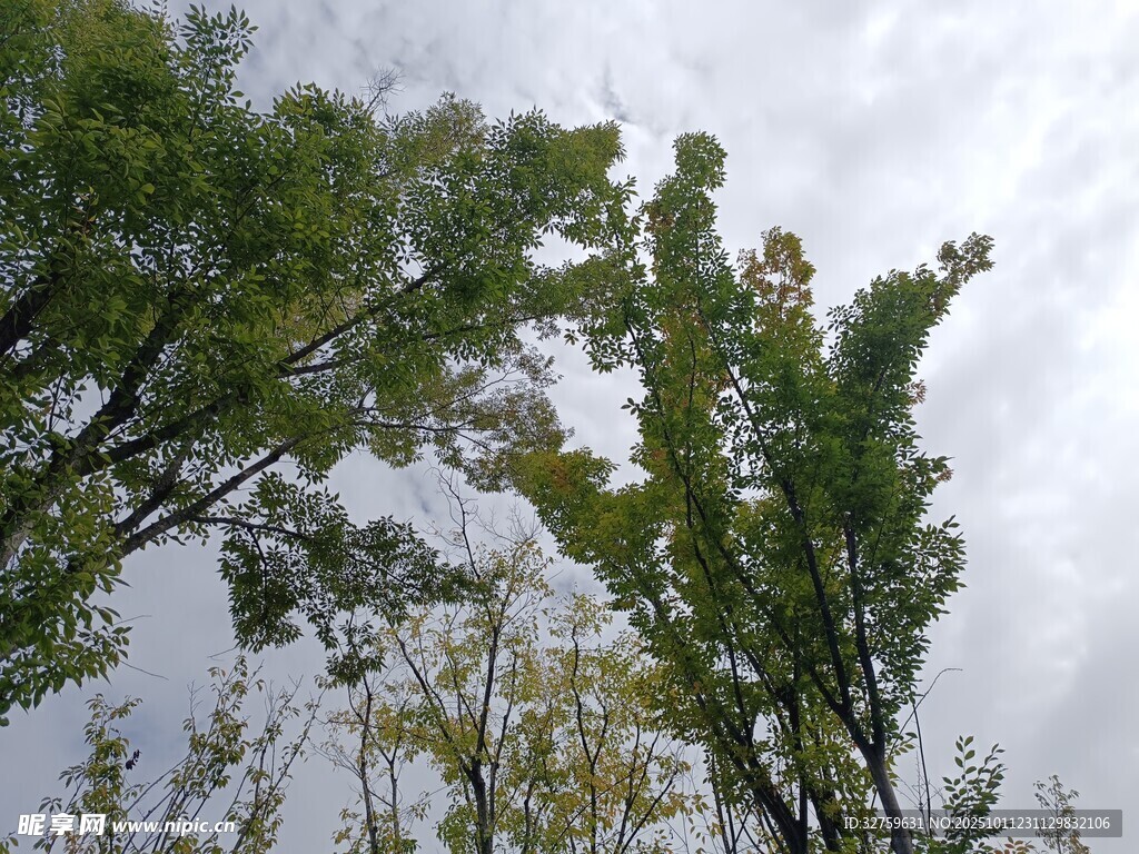 仰视葱郁树木与灰白天空