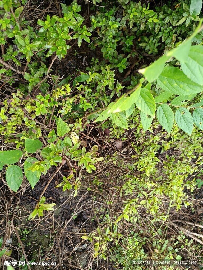 地面繁茂绿植景象
