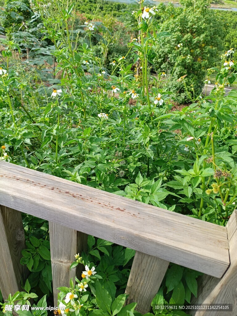 木栏旁的繁茂绿植景观