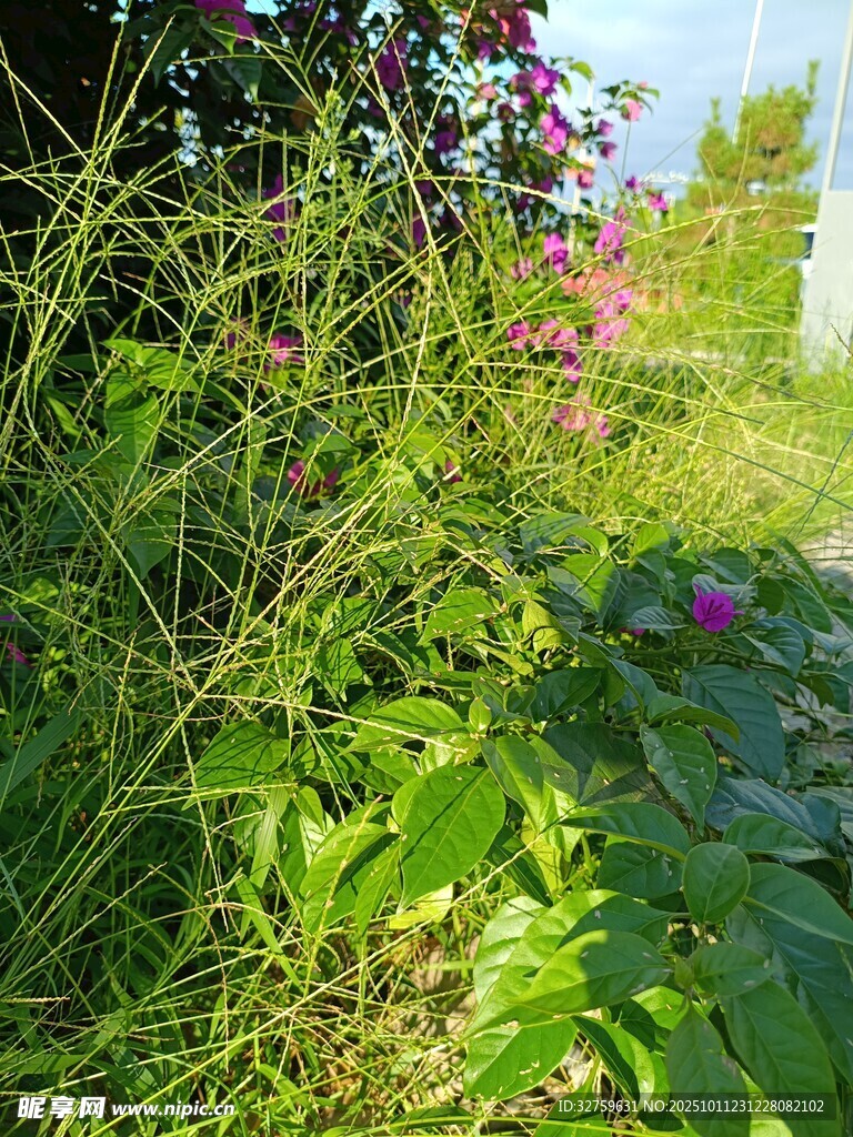 阳光下的花草绿植