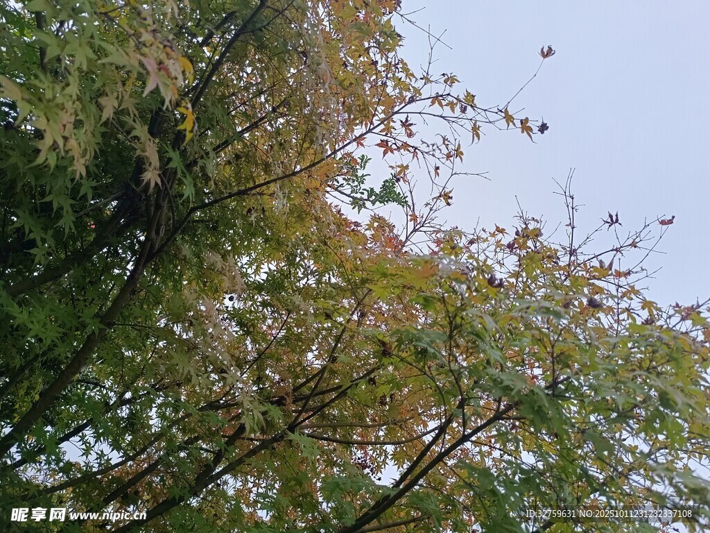 仰视繁茂树木枝叶