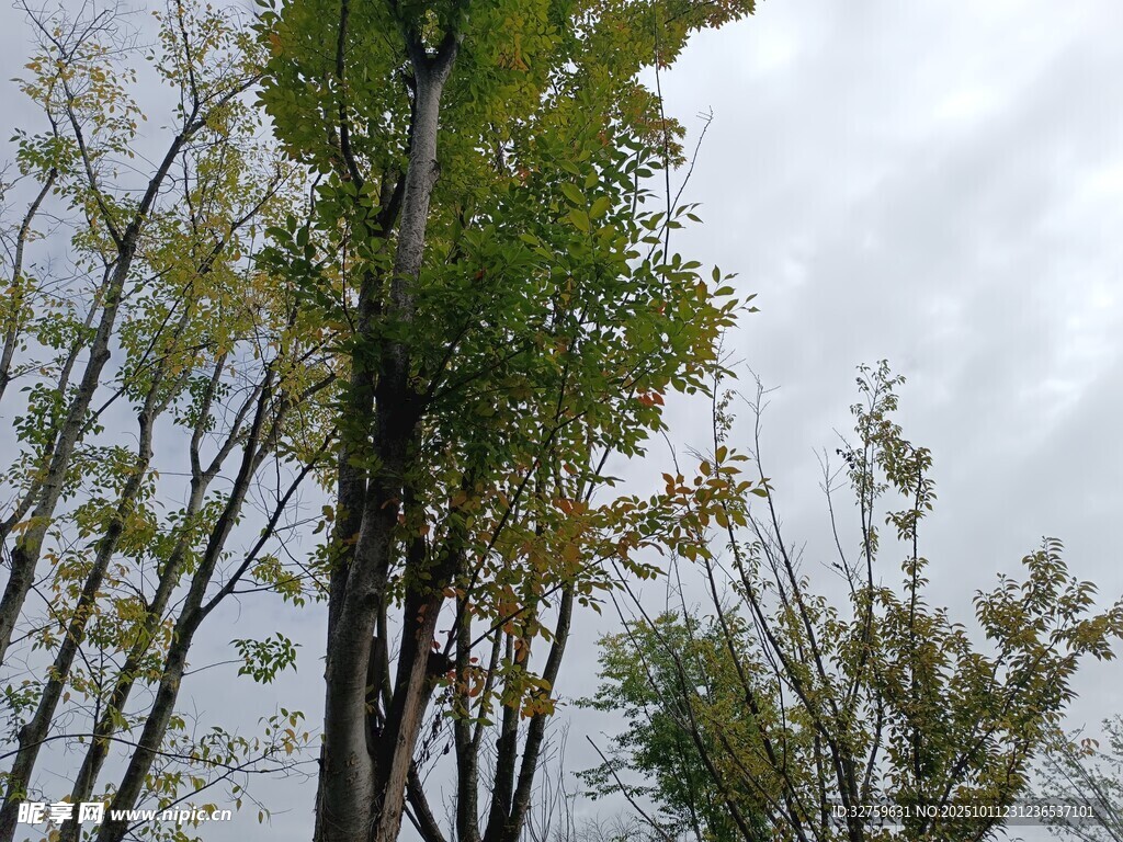 秋日挺拔树木景观