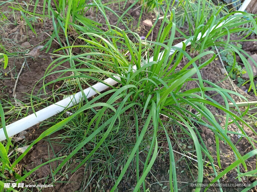 田间绿色植物与白色水管