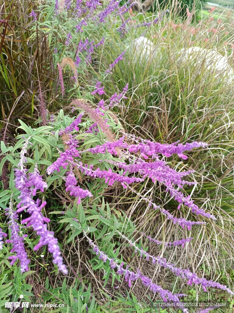 紫色穗状花卉特写