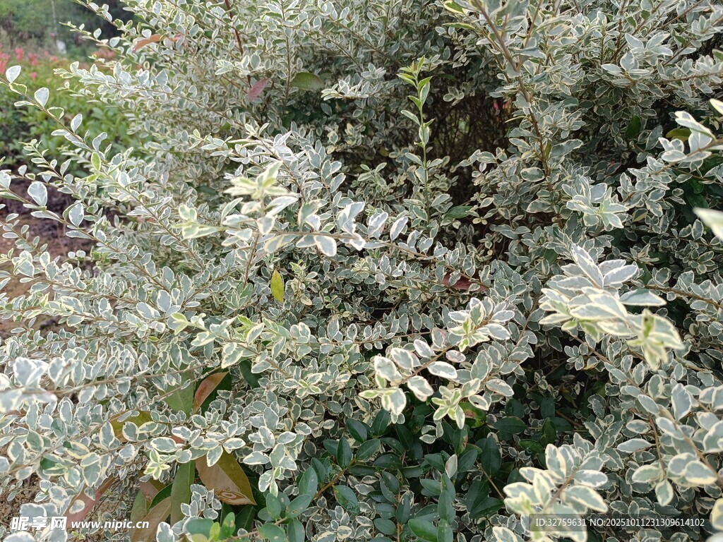银叶植物特写