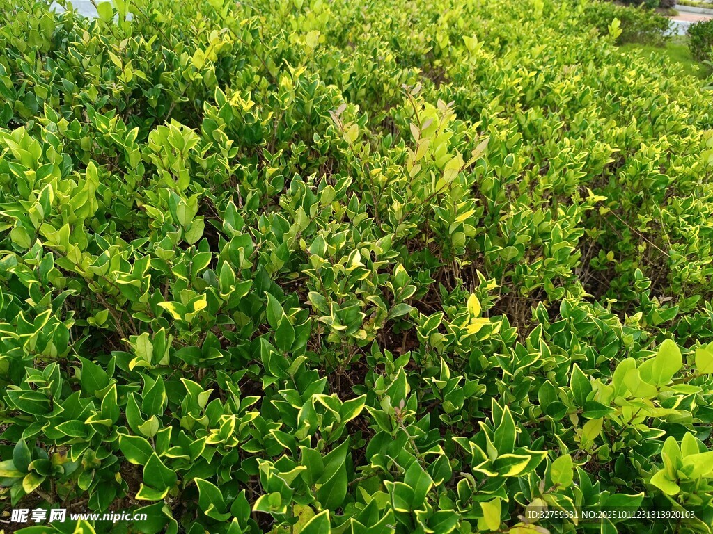 翠绿繁茂的灌木丛