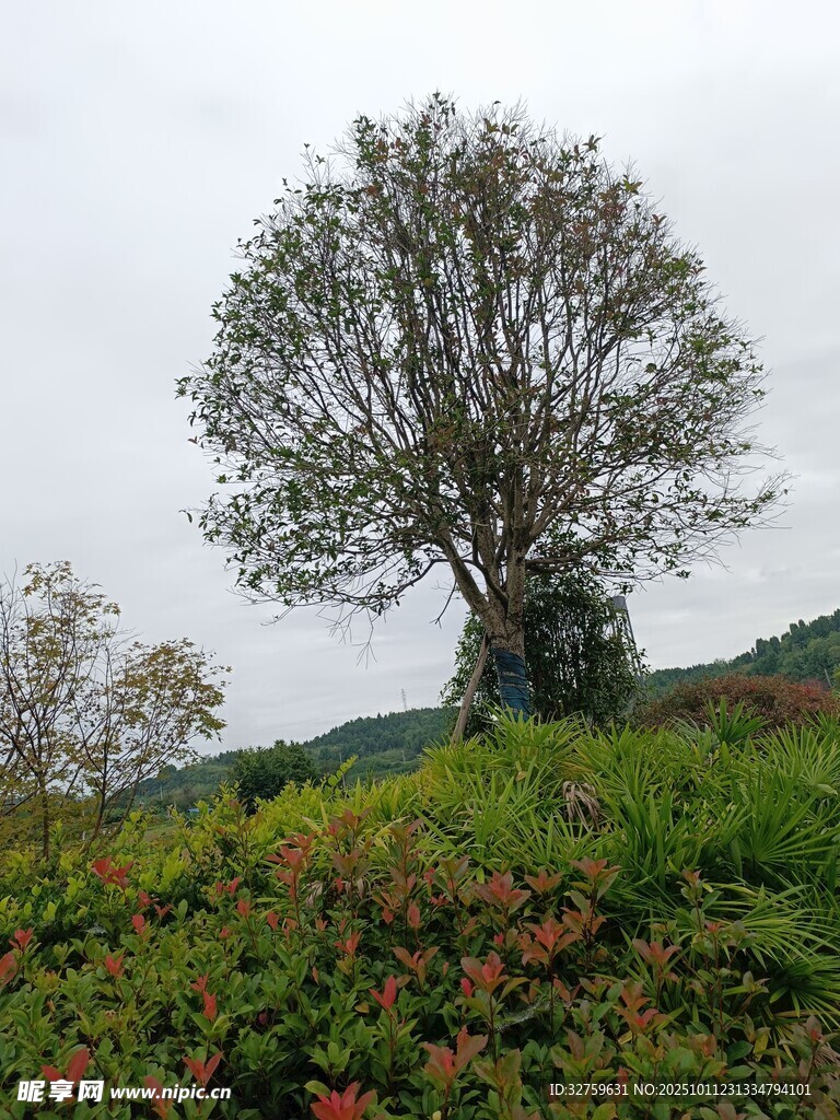 田野中孤独的繁茂大树