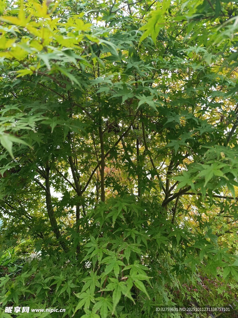 茂密绿意盎然的繁茂树林