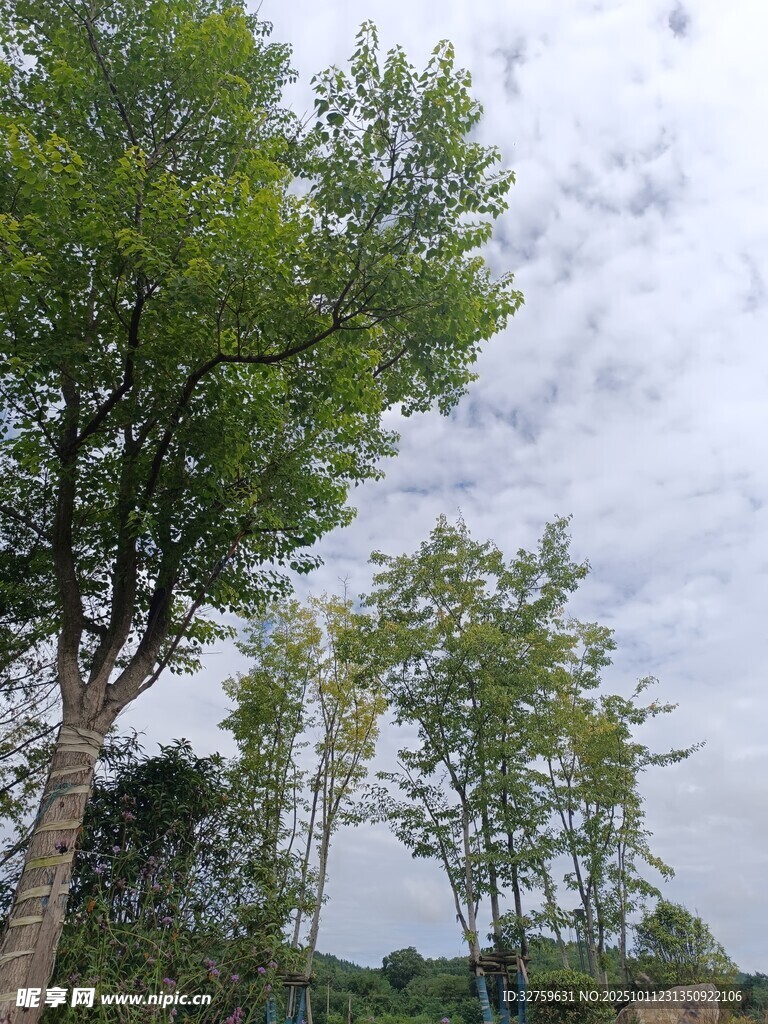 夏日绿树与多云天空