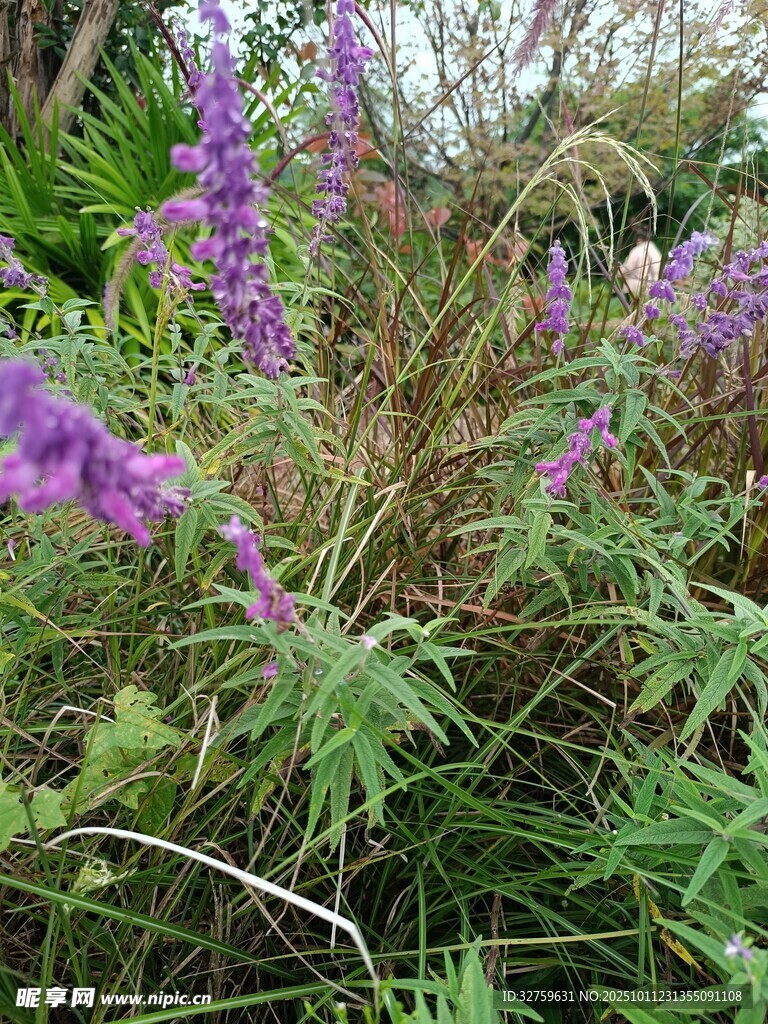 紫色花卉绽放于草丛间