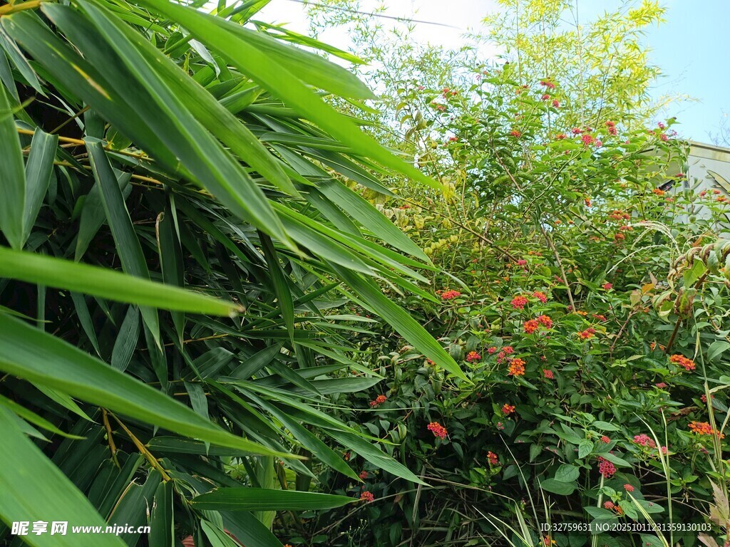 繁茂绿植与鲜艳小花