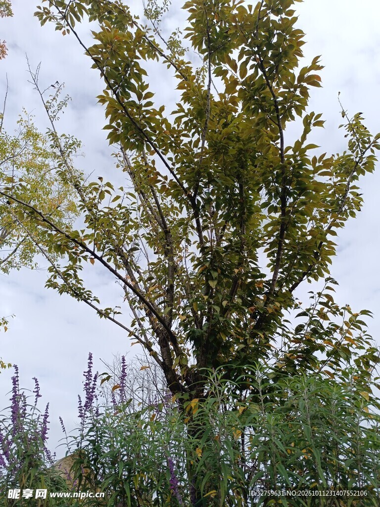野外树木与周边植被景观