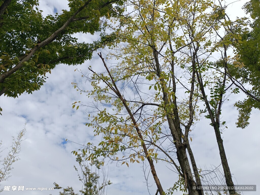 仰望天空下的挺拔树木