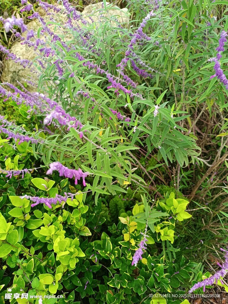 紫色花卉与绿植交织景观