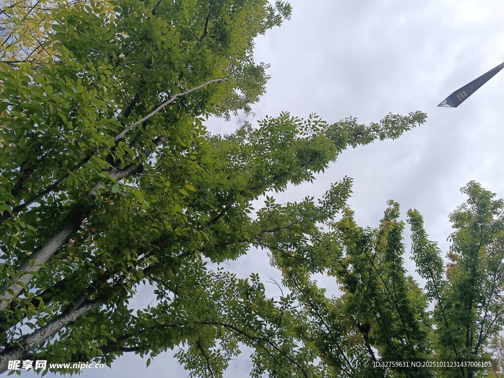 仰视葱郁树木与天空
