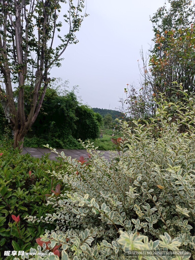 户外繁茂绿植景观