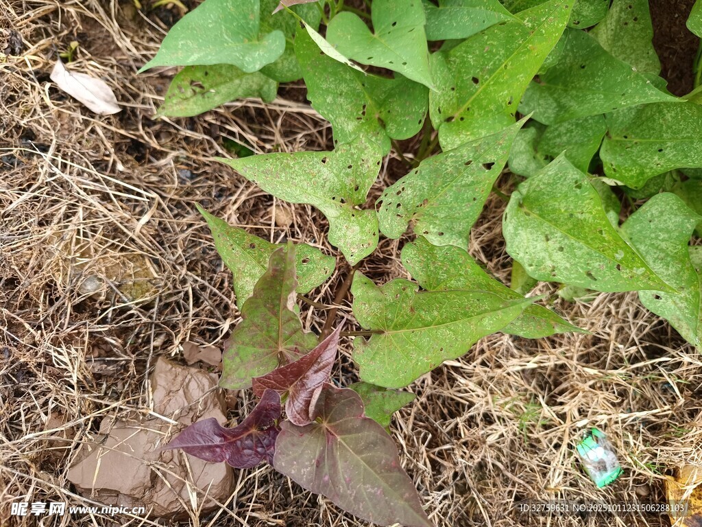 地面上的绿色植物与枯叶