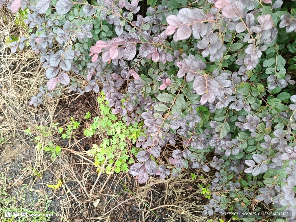 粉色繁花绿植景观