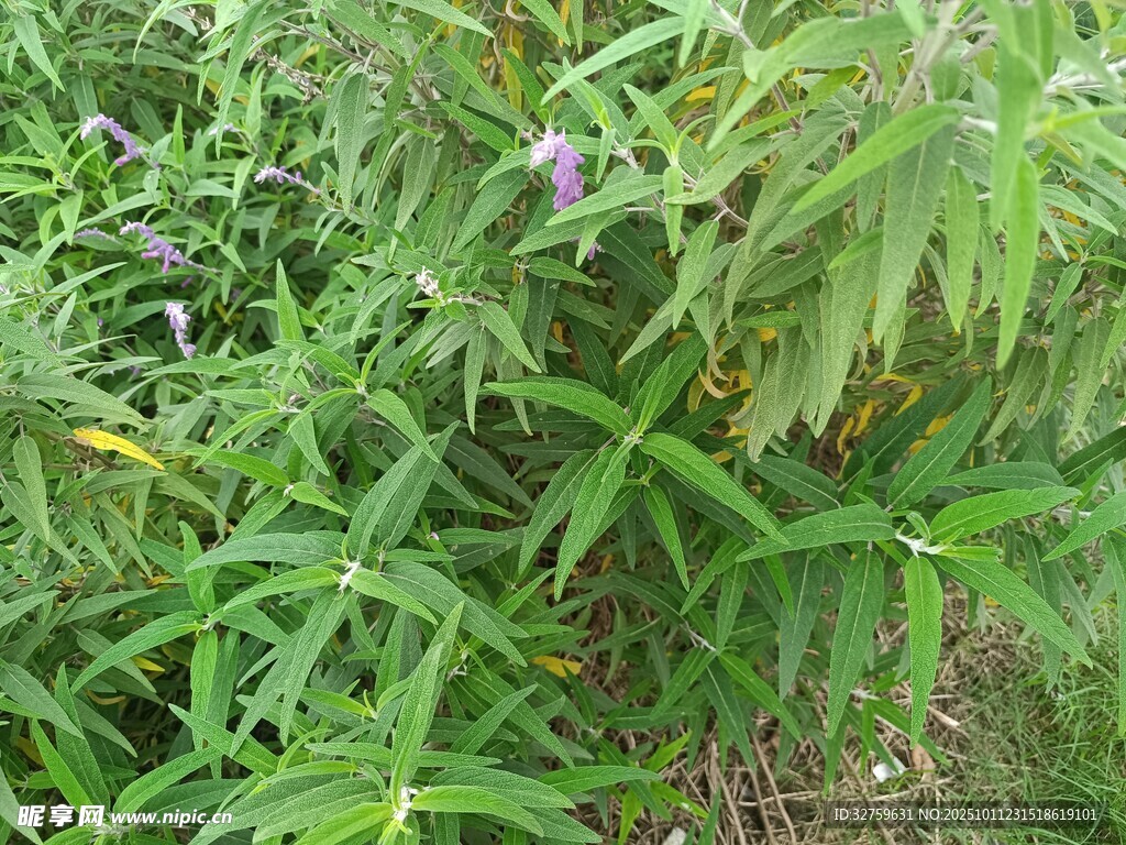 野外生长的绿色植物花卉
