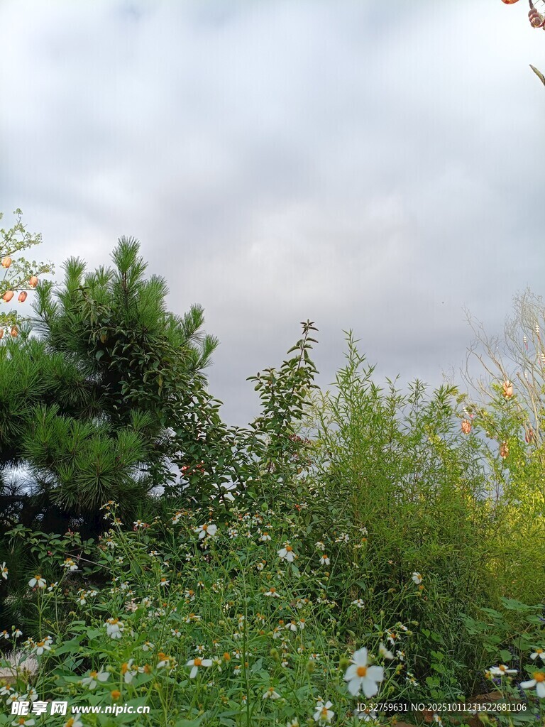 野外绿植与多云天空景象