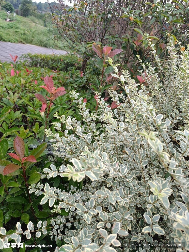 多彩花卉植物景观