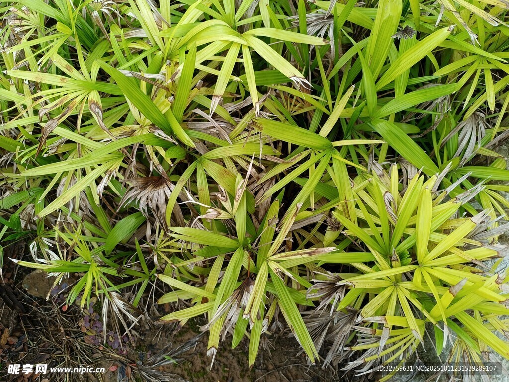 翠绿丛生的草本植物
