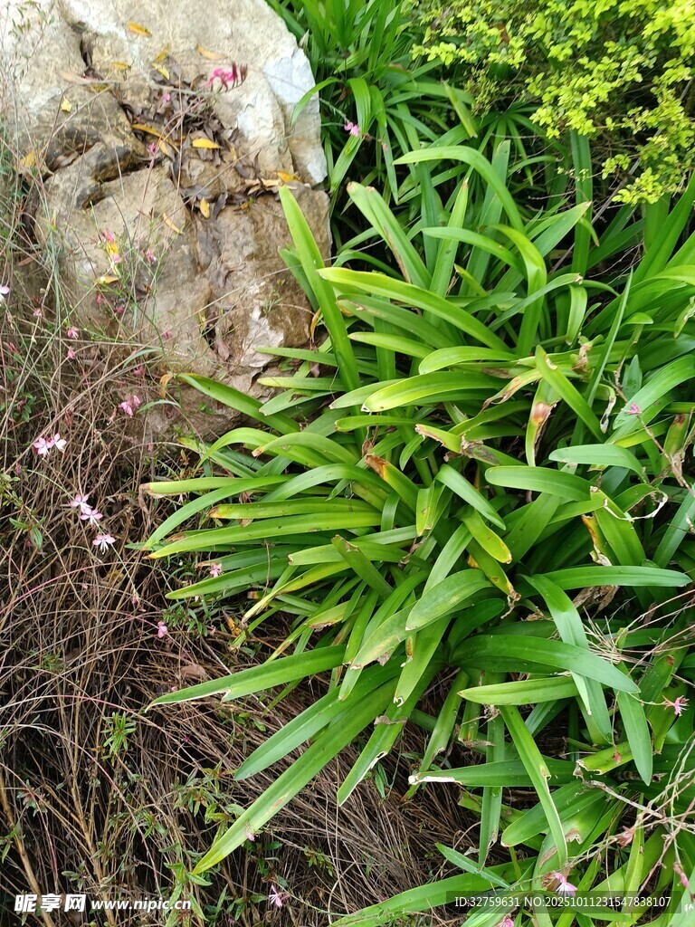 石边翠绿植物景观