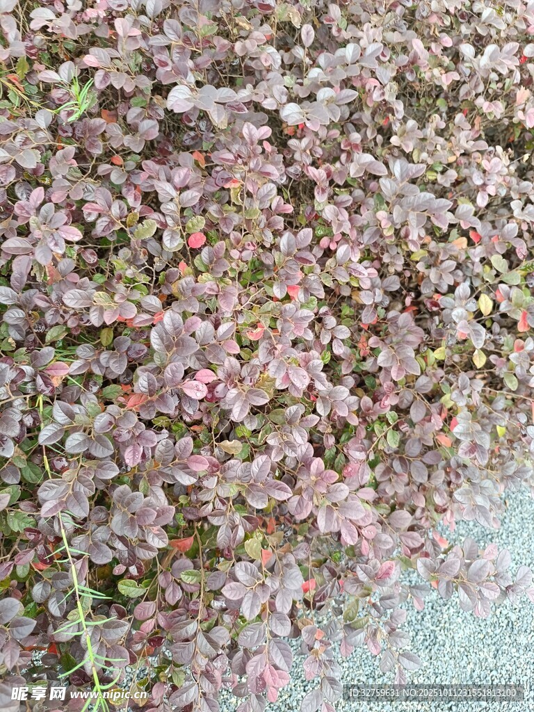 粉色小花簇景