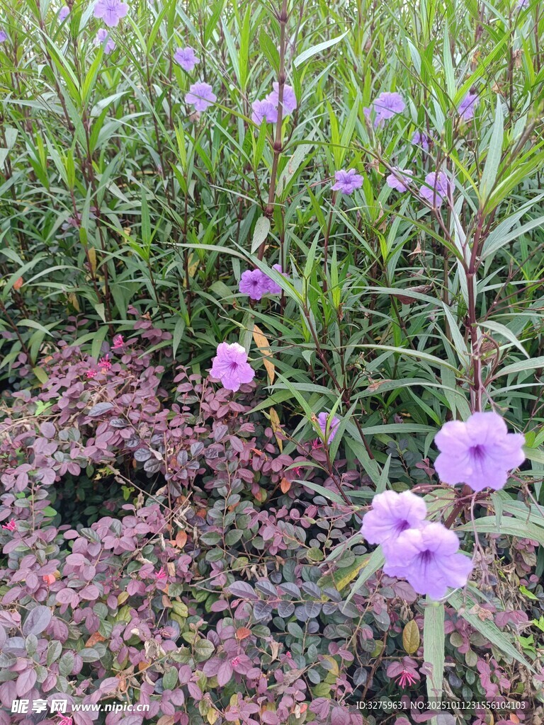 紫色小花绽放于绿植间