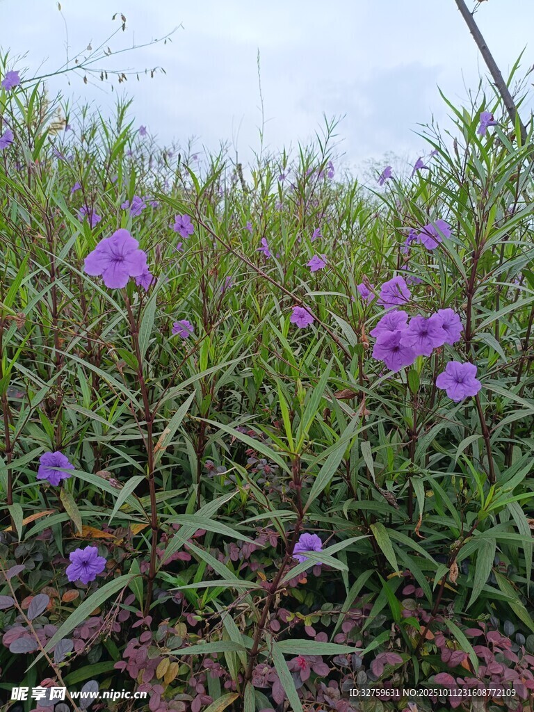 紫色小花绽放于草丛间